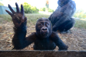Baby Gorilla puts hand on glass