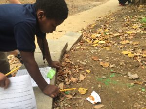 roosevelt elementary boy looks for ants