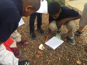 roosevelt elementary students study ants