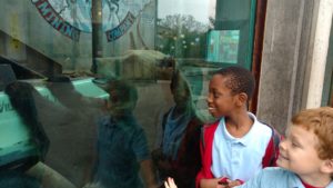 roosevelt perry students look at bear in glass