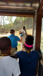 roosevelt perry students watch zookeeper with tiger