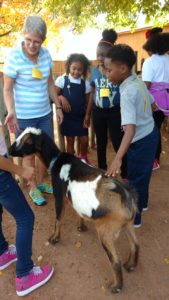roosevelt perry students pet goat
