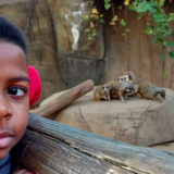 shelby elementary boy stands in front of meerkats