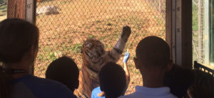 roosevelt perry students watch tiger