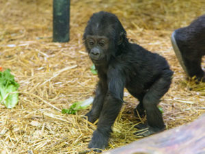 Gorilla Kindi Week 40 Standing on Straw