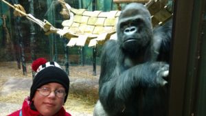 Goldsmith boy stands in front of adult gorilla