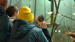 Goldsmith students watch orangutans climb