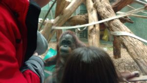 Goldsmith students look at orangutans