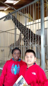 Goldsmith boys stand in front of indoor giraffe exhibit