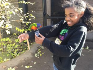 cochran elementary girl feeds parakeet