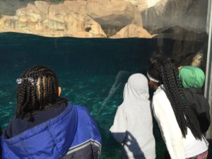 Cochran students look at sea lion exhibit