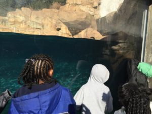 cochran students look at sea lion exhibit
