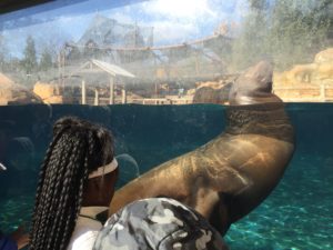 cochran students look at sea lion