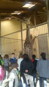 cochran students look at indoor giraffe exhibit