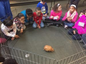 Shelby Elementary watches armadillo in cage