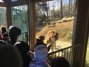 Shelby Elementary Group looks at Tiger