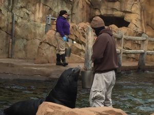 Shelby Elementary, Zoo Keeper Feeds the Seals