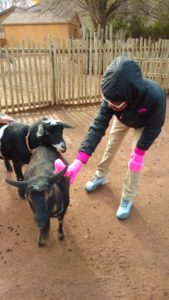 Goldsmith student pets goat at petting zoo