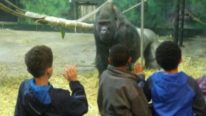 Cochran students look at Gorilla