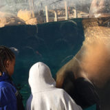 Cochran students watch sea lion