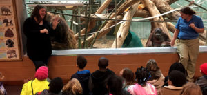 Cochran students sit in front of orangutan exhibit
