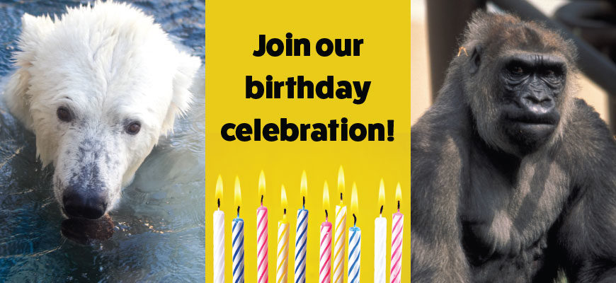 Join Our Birthday Celebration - Banner