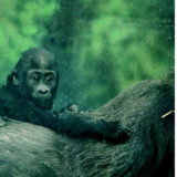 Gorilla Kindi Week 40 on Mother's Back