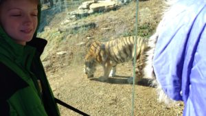 Goldsmith boy stands in front of Tiger exhibit