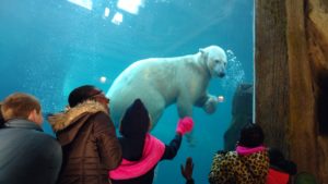 Goldsmith students watch polar bear swim