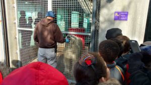 Goldsmith students watch as zookeeper feeds polar bear