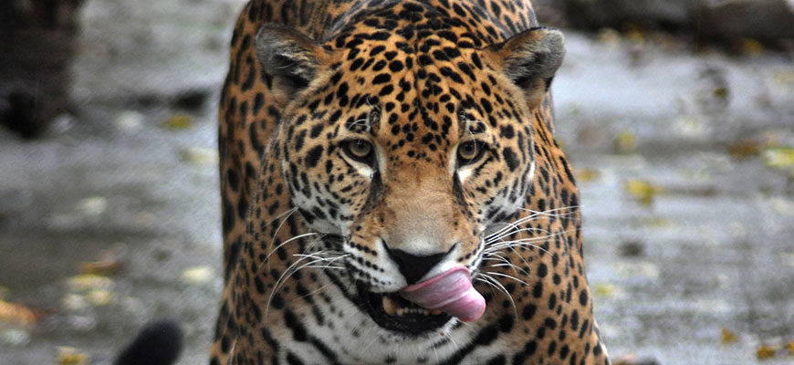 Jaguar at Louisville Zoo