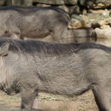 photo - two grey warthogs, hair from head, down back to tail area, just standing enjoying the sun