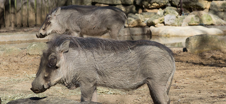 photo - two grey warthogs, hair from head, down back to tail area, just standing enjoying the sun
