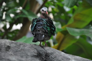 photo - a bird with black/greenish feathers over body, with dark feathers around neck, head feathers are grey, with red beak