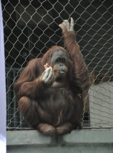 photo - amber, orangutan, sitting, has long orange hair, eating some food, holding onto the fencing, enjoying the day