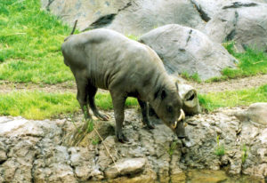 photo - babirusa, standing at pond, grey/brown color, with tusks very prominent on its snout, which is long, dark eyes,
