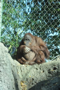 photo - Bella, orangutan, sitting on rocks, in the sun, shows her orange long hair, how big her hands are, face w/puffy cheeks, small eyes, rounded mouth, enjoying the day