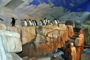 photo - a group of black and white penguins, hanging out on rock ledge in their enclosure, with keeper throwing fish for them to catch and eat