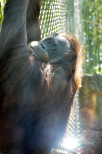 photo - orangutan climbing enclosure fence, looking at visitors, has red/brown hair, face is black/ wide black muzzle,w/ nose