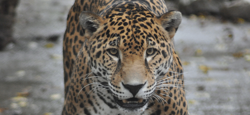 Jaguar Louisville Zoo