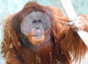 photo - long orange haired orangutan with a smile on its face, which has very large, long puffy cheeks, very short snout, nose, small mouth with orange chin hairs around it.