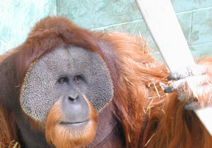 photo - head shot of long orange haired orangutan, with long puffy dark cheeks, 2 beady blk eyes, small snout w/nose, round mouth with short orange hair encircling it, sitting in its eclosure