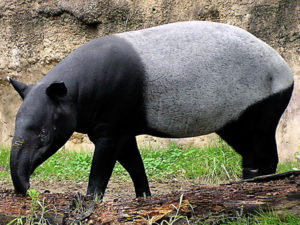 photo - side view malayan tapir, from should are to tip of nose is all black color, from shoulder back to rear end, is grayish color, rear legs are all black. from bridge of eyes to tip of nose is long snout, so a long mouth also