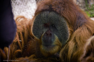 photo - head shot of teak, orangutan, with long orange hair, with puffy long dark cheeks, round muzzle, small nose, round mouth with orange short hair encircling mouth
