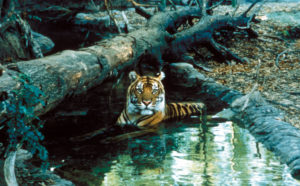 photo - sumatran tiger, orange with black stripes, with head above water, very distinctive facial features, deep set staring eyes, muzzle, jaw, mouth firmly set, with strong, wildlife stare, handsome animal
