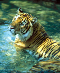 photo - sumatran tiger, standing in water, orange, black striped fur colors, with white ring of fur around its neck, facial is dark eyes, strong set jaw and mouth, pink nose, white whiskers, inquiring kind of look on its face