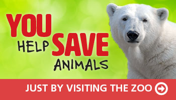 banner - lime green background, r/side head shot of polar bear; kyou help save animals, just by visiting the zoo in red border box at bottom