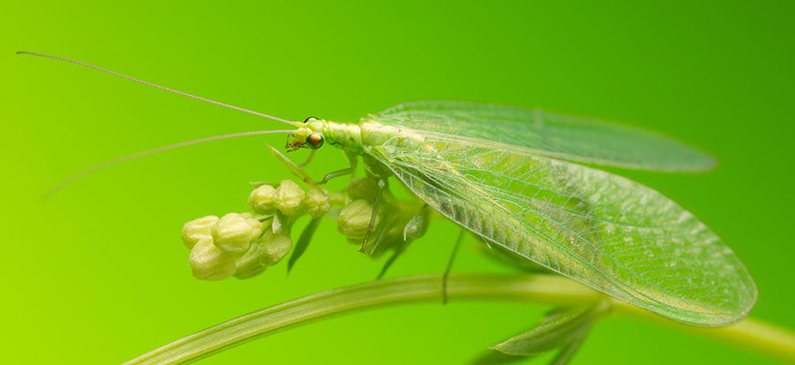 photo - green lacewing insect, all green with long body, clear long wings, with 2 bulging eyes on each side of head, holding green pods with it long front legs, sitting on a stem