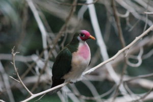 photo - male jambu fruit dove, with dark feathers from top of head, down back, to tail feathers, white chest feathers, with stain of pink, head is pink, dark eyes, orange beak