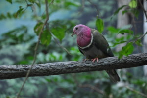 photo - pink neck dove, has grey body feathers, chest and head are purple feathers, with white stripe trim at base of chest feathers, black eyes, beak, sitting on branch, with greenery in background